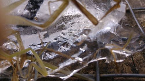 Close-up of frozen water