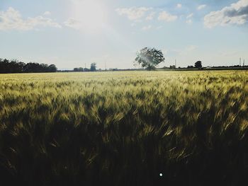 Scenic view of agricultural field against sky