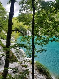 Trees growing in forest