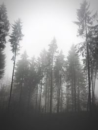 Pine trees in forest against sky