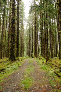Footpath amidst trees in forest