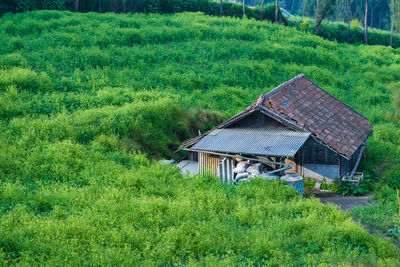 A small, wooden shack with a red tiled roof sits alone in a field of tall grass.