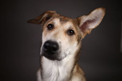 Close-up portrait of a dog over black background