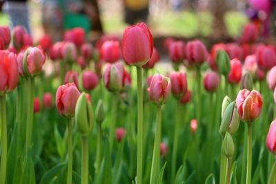 Close-up of pink tulips blooming in field