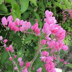 Close-up of pink flowers