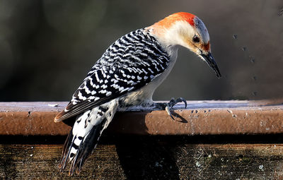 Woodpecker arrives on the backyard deck