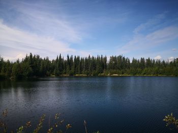 Scenic view of lake in forest against sky