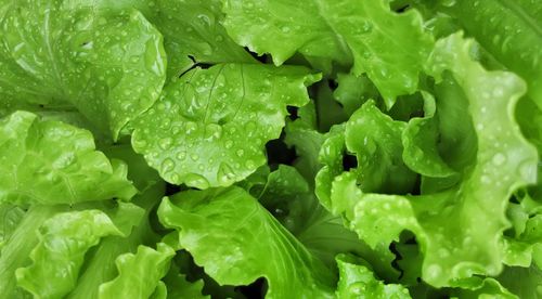 Full frame shot of green leaves