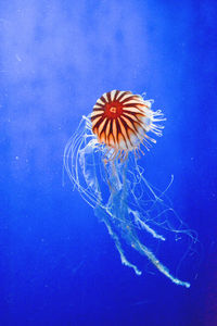 Close-up of jellyfish swimming in aquarium