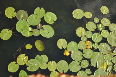 Close-up of leaves floating on water