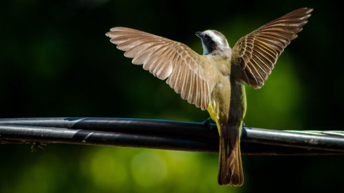 Close-up of bird flying