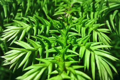 Full frame shot of fresh green plants