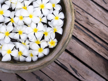 Close-up high angle view of white flowers on wood