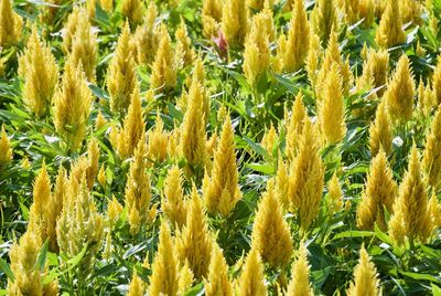 Close-up of yellow flowering plants on field