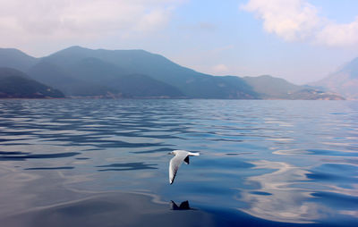 Seagull flying over sea