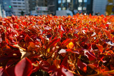 Close-up of dry flowers