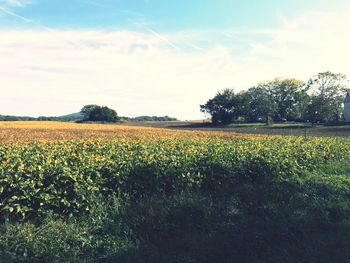 Scenic view of field against sky