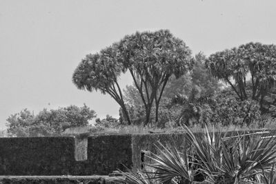 Trees against clear sky