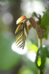 Close-up of leaf