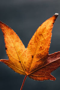 leaf