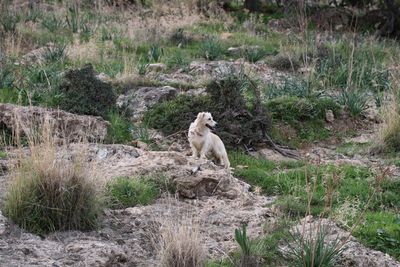 Sheep sitting on rock