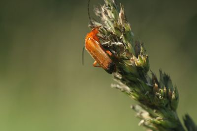 Close-up of insect on plant