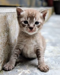 Portrait of cat sitting outdoors