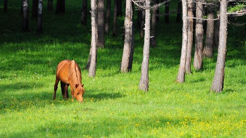 Trees on grassy field in forest