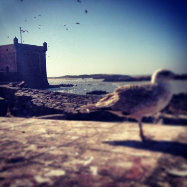 bird, clear sky, animal themes, animals in the wild, wildlife, flying, copy space, landscape, nature, seagull, sky, built structure, selective focus, tranquility, beach, rock - object, focus on foreground, tranquil scene, scenics