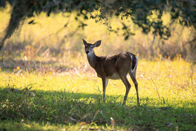 White-tailed deer odocoileus virginianus forages for clover in the wetland 