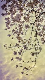 Low angle view of flowering tree against sky