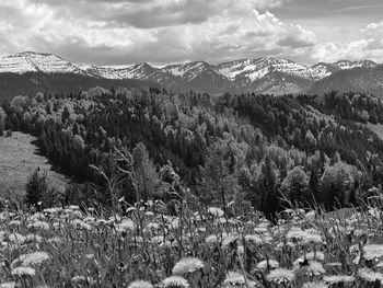 Panoramic view of landscape against sky