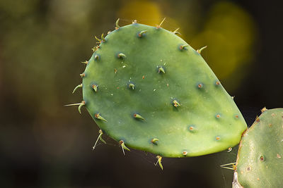 Close-up of prickly pear cactus
