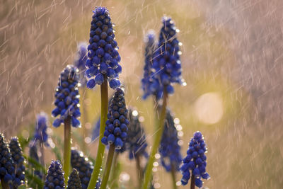 Close-up of purple flowering plants on field