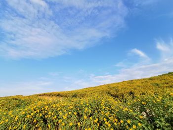 Scenic view of yellow flowering plants on field against sky