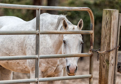 Close-up portrait of horse on field