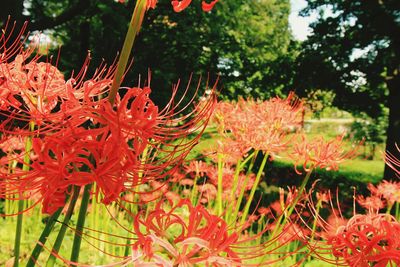 Close-up of red flowers