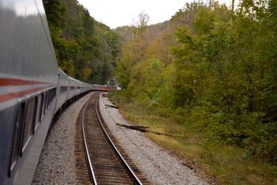 Railroad tracks amidst trees