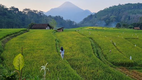 Scenic view of agricultural field