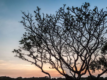 Low angle view of silhouette tree against sky during sunset