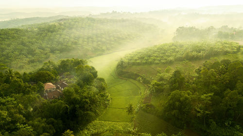 High angle view of trees on field