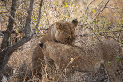 Lions resting in the heat of the day