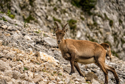 Deer on rock