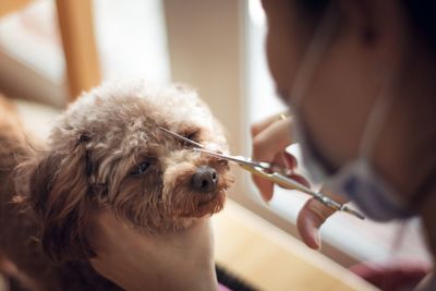 Close-up of hand holding dog