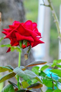 Close-up of red rose