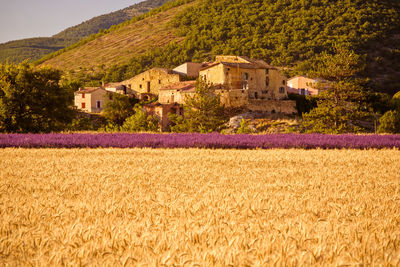 Scenic view of agricultural field by houses