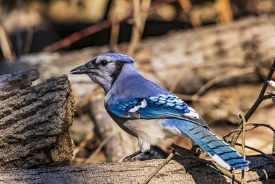 Close-up of peacock perching on wood