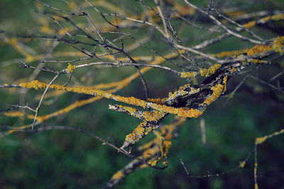 Close-up of snow on branch