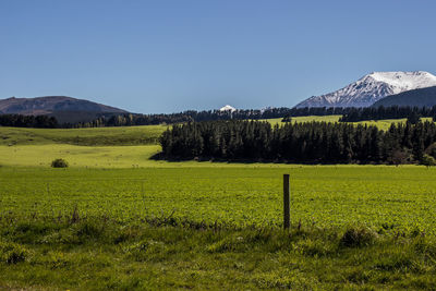 Scenic view of field against clear sky