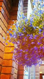 Low angle view of flowers against building